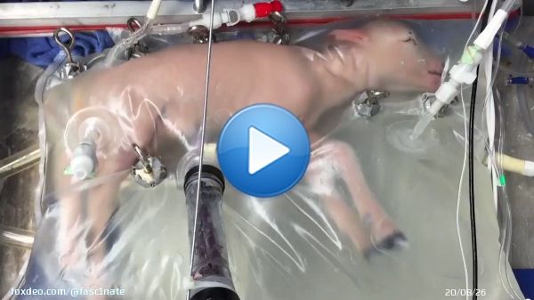 An artificial womb that successfully grew a baby lamb.