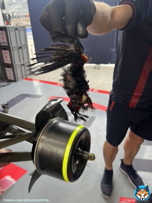 Warning: Graphic image  A picture of the bird that was stuck in Max Verstappen&rsquo;s brakes during the Canadian Grand Prix  Wow   [@Charreljalving]  #F1 #CanadianGP