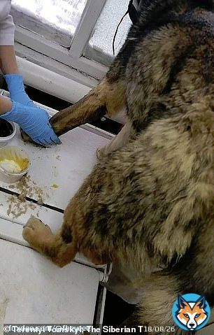 V Jakutskukuchařka nemocnice usly&scaron;ela venku na skl&aacute;dce kv&iacute;len&iacute;.&Scaron;la se pod&iacute;vat a na&scaron;la zamrzl&eacute;ho psa.Teplota -54 stupňů.Sama ho nemohla osvobodit,při&scaron;li chlapi a pomohli j&iacute;.Dopadlo to až překvapivě dobře a zřejmě se v&scaron;e zhoj&iacute;.Psa si nech&aacute;.Ale video je...