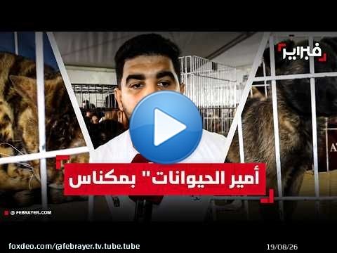أندر الكلاب والقطط في 'سيام' مكناس