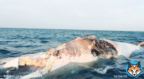 -This huge creature washed ashore recently on our Red Sea coast... #SDGs #Africa