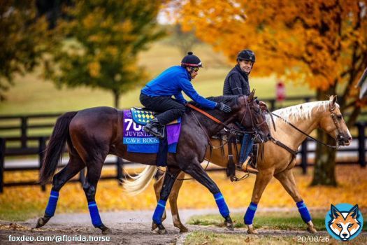 &lsquo;Future Stars&rsquo; Card Begins Breeders&rsquo; Cup 2022  #floridathoroughbreds @FLbred #FloridaBred #horseracing #Ocala #HorseCapitalOfTheWorld #HCOTW @TheBrockTalk
