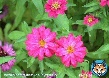 おはようございます 深まり行く秋 素敵な秋分の日をお過ごしください  #TLを花で一杯にしよう