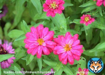 おはようございます 深まり行く秋 素敵な秋分の日をお過ごしください  #TLを花で一杯にしよう