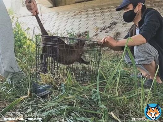 調理して食べる動画投稿&hellip;ヌートリアを許可なく捕獲か ベトナム人の男逮捕 視聴者から警察に相談相次ぎ発覚 #FNNプライムオンライン #東海テレビ