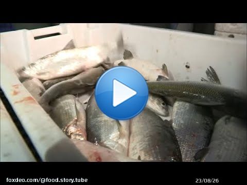 Il va p&ecirc;cher pour Anne Sophie Pic