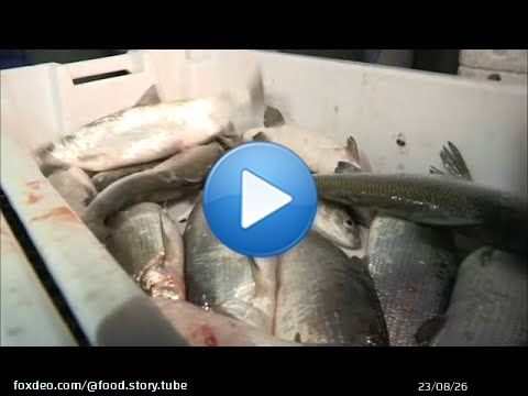 Il va p&ecirc;cher pour Anne Sophie Pic