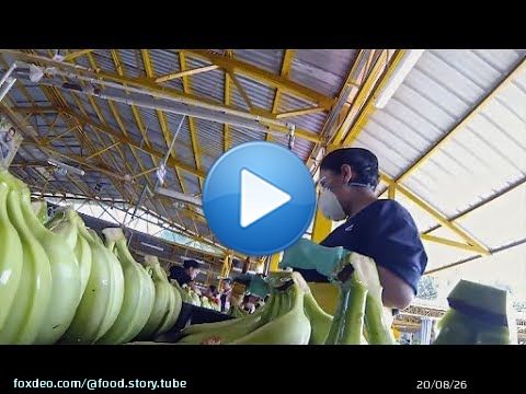 La banane, le fruit le plus consomm&eacute; au monde