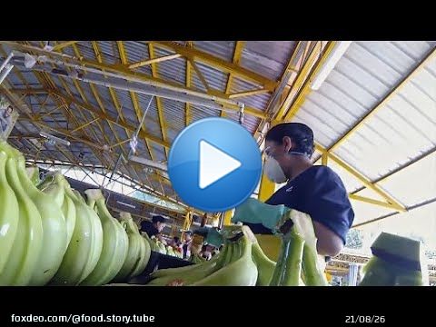 La banane, le fruit le plus consomm&eacute; au monde