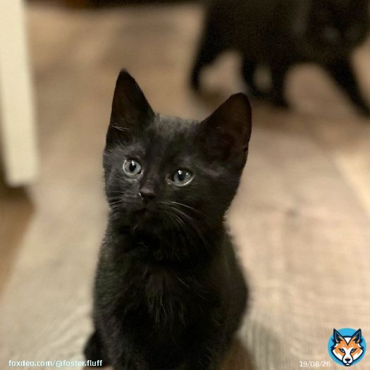 He gets cuter by the minute. #Nick #Kittens #CatsOfTwitter #MondayMotivation