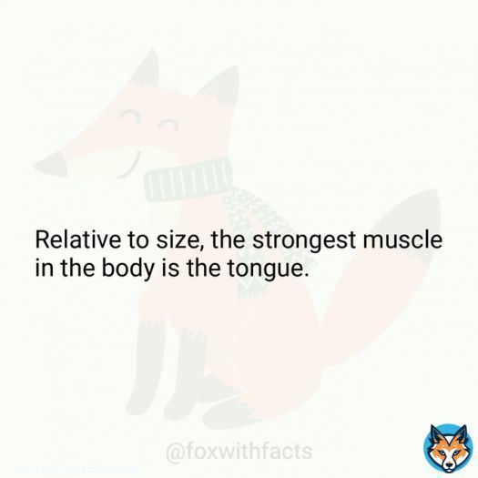 Relative to size, the strongest muscle in the body is the tongue.   #fact #BBB23 #TeamFred