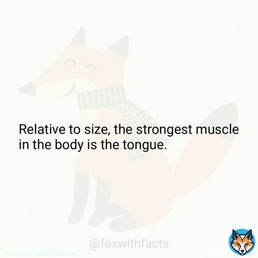 Relative to size, the strongest muscle in the body is the tongue.   #fact #BBB23 #TeamFred