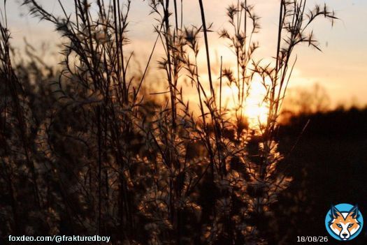 6am We awake from the valley of #sleep  Dark skies give way to dazzling light Birdsong drifts in Outside the world yawns Dew-drops rest on grass blades Two hot mugs of tea in our hands The steam rises You lean in and smile Rest your head on my shoulder A morning dream  #vss365