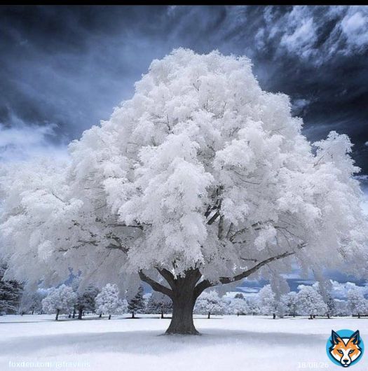 Infrared shot of Tree. Salt Lake City, Utah by Samuel Lethier