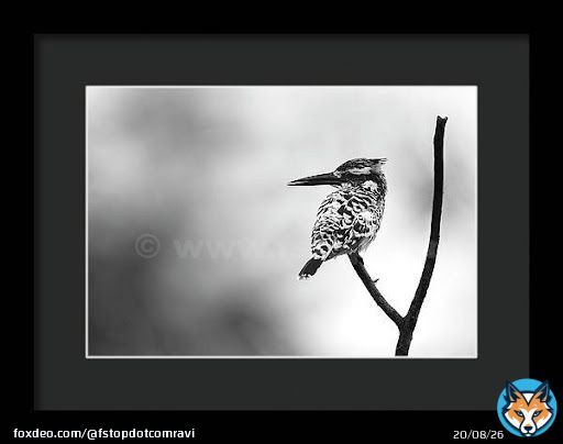 Pied kingfisher!    #wildvisiondotcom #puttaswamyravishankar #perfectgift #ಪುರಶಂ #fstopdotcom #bangaloredotcom #nature #naturephotography #BuyIntoArt #BuyArtNotCandy #AYearForArt #Art #cosmictouchdotcom #visualrhythmcampus #ValentinesDay
