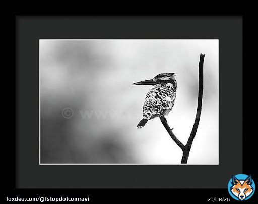 Pied kingfisher!    #wildvisiondotcom #puttaswamyravishankar #perfectgift #ಪುರಶಂ #fstopdotcom #bangaloredotcom #nature #naturephotography #BuyIntoArt #BuyArtNotCandy #AYearForArt #Art #cosmictouchdotcom #visualrhythmcampus #ValentinesDay