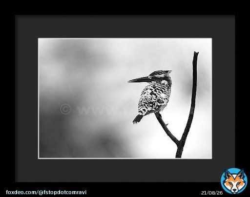 Pied kingfisher!    #wildvisiondotcom #puttaswamyravishankar #perfectgift #ಪುರಶಂ #fstopdotcom #bangaloredotcom #nature #naturephotography #BuyIntoArt #BuyArtNotCandy #AYearForArt #Art #cosmictouchdotcom #visualrhythmcampus #ValentinesDay