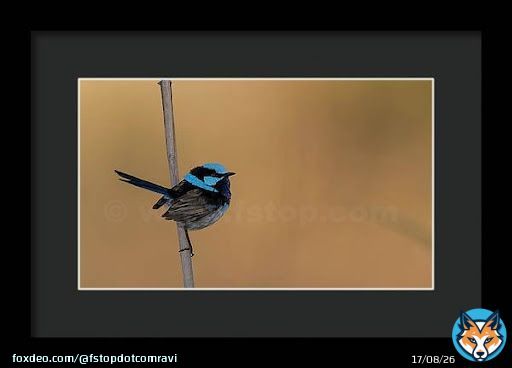 Male Superb fairywren!    #wildvisiondotcom #puttaswamyravishankar #perfectgift #ಪುರಶಂ #fstopdotcom #bangaloredotcom #nature #naturephotography #BuyIntoArt #BuyArtNotCandy #AYearForArt #Art #cosmictouchdotcom #visualrhythmcampus #ValentinesDay
