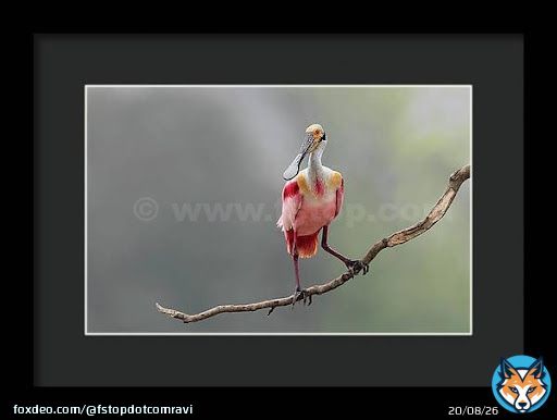 Portrait of Roseate spoonbill!    #wildvisiondotcom #puttaswamyravishankar #perfectgift #ಪುರಶಂ #fstopdotcom #bangaloredotcom #nature #naturephotography #BuyIntoArt #BuyArtNotCandy #AYearForArt #Art #cosmictouchdotcom #visualrhythmcampus #ValentinesDa