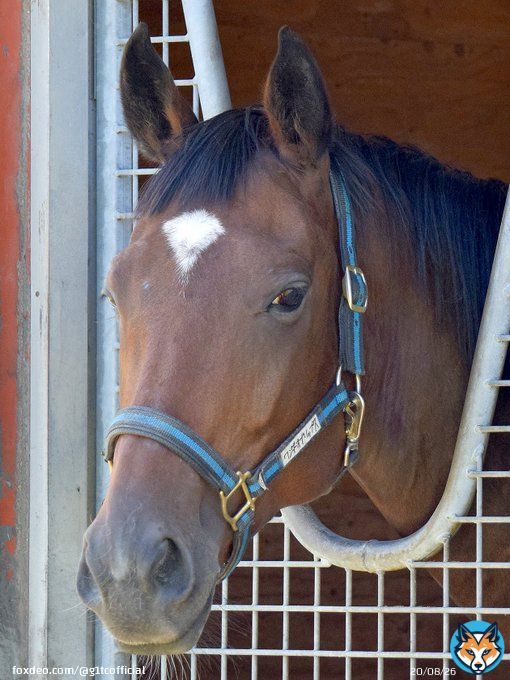 凱旋門賞。日本馬は残念な結果に終わりました。 オルフェーヴルのような、日本&欧州の馬場をこなせるタイプは稀有ですが、とにかく適性の高い一流馬を輩出し、その脚･この手で悲願を叶えたいものです。 写真は繁殖牝馬のワンダーオブリップス。近親に凱旋門賞馬ヴァルトガイシュトという血統です。
