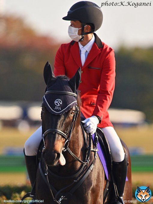 ジャパンカップ当日。2022年東京競馬場での開催は、今日が最終日となります。 しばらく会えなくなってしまいますので、ペルシアンナイトの写真をご紹介。カメラマンさんがぺるぺるらしい姿を撮影･提供してくださいました。 今日も1～6レースに出勤とのこと。格好いい働きぶりにぜひご注目ください。