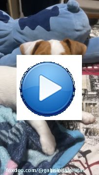 Meu filho bichol&oacute;gico \ud83d\udc36 SKY &hearts;️.......#Puppy #JackRussell #JackRussellTerrier #JackRussellTerrorist #Filhote #MaeBichologica #Love #Amor #Chien #Dog #Amour #JackRussellLovers #JackRussellSofInstagram