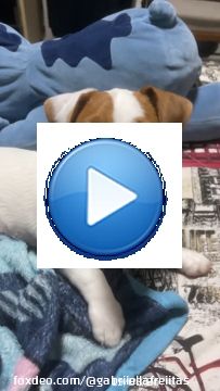 Meu filho bichol&oacute;gico \ud83d\udc36 SKY &hearts;️.......#Puppy #JackRussell #JackRussellTerrier #JackRussellTerrorist #Filhote #MaeBichologica #Love #Amor #Chien #Dog #Amour #JackRussellLovers #JackRussellSofInstagram