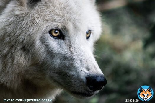 Kuduz nedeniyle 3 k&ouml;y karantinaya alındı    Twitter G&uuml;ndemi :  #GSvİST              Eskiden SeverdimHep              Buralar Dutluktu