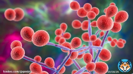 Cases of Candida auris Fungal Infection Dramatically Increase in U.S.  Cases and transmission of highly contagious fungal infections see dramatic increase between 2019 and 2021. Learn why:
