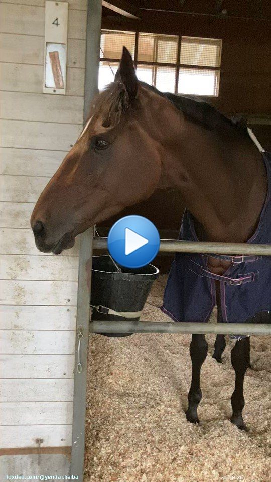 鞍上はＣ・ルメール騎手！ 岩田康誠騎手が秋天で騎乗停止の制裁を受け、白紙となっていた。 けさの様子を。 ※厩舎のご厚意で #イズジョーノキセ #Ｃ・ルメール #エリザベス女王杯