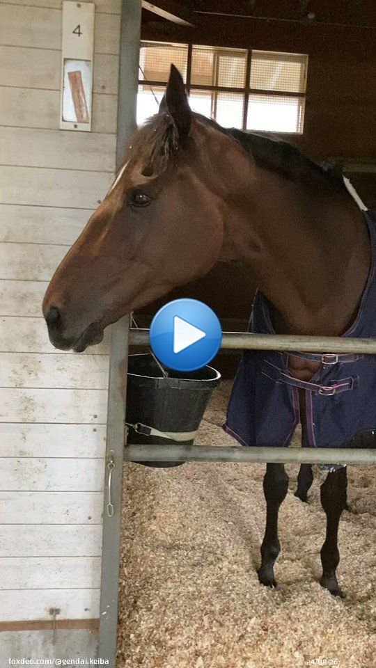 鞍上はＣ・ルメール騎手！ 岩田康誠騎手が秋天で騎乗停止の制裁を受け、白紙となっていた。 けさの様子を。 ※厩舎のご厚意で #イズジョーノキセ #Ｃ・ルメール #エリザベス女王杯