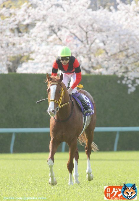 〝サクラサク〟初戴冠に──。 ジャックドールと武豊騎手を。 #大阪杯  #ジャックドール #武豊
