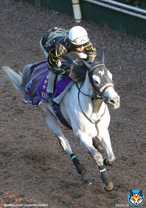 【みやこＳ、追い切り】オメガパフュームさすがの脚力で１Ｆ１２秒５ #日刊ゲンダイDIGITAL #みやこＳ #追い切り #オメガパフューム #ウィリアムバローズ #ブリッツファング #ハギノアレグリアス #クリンチャー #タイセイドレフォン