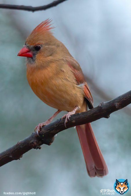 A Northern Cardinal in a cedar tree on a cold rainy afternoon in Waxhaw, NC. #TwitterNatureCommunity #NaturePhotography #naturelovers #birding #birdphotography #wildlifephotography #NorthernCardinal
