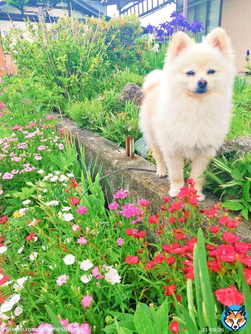 今日は久しぶりの朝から雨庭の草木が青々して綺麗撫子が咲き乱れ明るいですナメクジ（蛞蝓）とカタツムリ（蝸牛）は近縁、貝の仲間漢字で書くと難しいドコモの格安プランirumo(イルモ)が7月1日登場月額550円から #犬のいる暮らし #ポメラニアン #犬好きさんと繋がりたい
