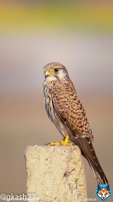 Someone patiently awaiting its moment in the golden sunlight. Nature's silent strategist, poised for opportunity.   #Birdsatgurgaon  #IndiAves @coolfunnytshirt @Canon_India