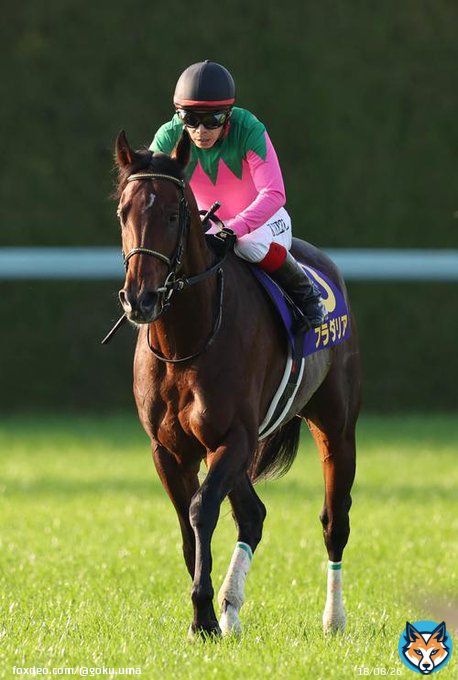 【#次回狙おう】 内でごちゃついたプラダリアは精神的にきつい競馬、流れ向かず伸び欠くが力負けではない／菊花賞  #jra #keiba #競馬 #プラダリア