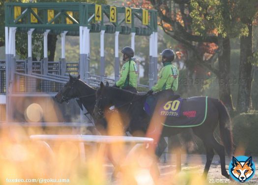 さぁ復活だー。 無敗の3冠牝馬 #デアリングタクト   決戦まで残り1日。 #ジャパンカップ