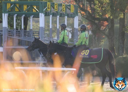 さぁ復活だー。 無敗の3冠牝馬 #デアリングタクト   決戦まで残り1日。 #ジャパンカップ