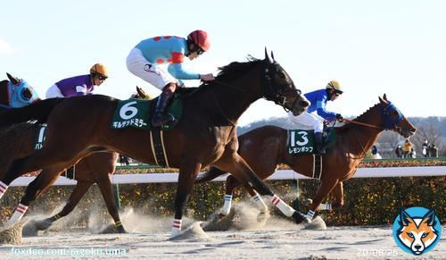 #ギルデッドミラー 上がり最速で猛追２着「マイルならもっと力を出してくれる」三浦騎手／#根岸Ｓ   #jra #keiba #競馬