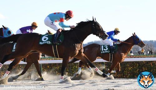 #ギルデッドミラー 上がり最速で猛追２着「マイルならもっと力を出してくれる」三浦騎手／#根岸Ｓ   #jra #keiba #競馬