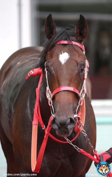 #エコロアレス ＆ #フロムダスク「どちらもいい状態」森師／#サウジダービー  #keiba #競馬 #海外競馬