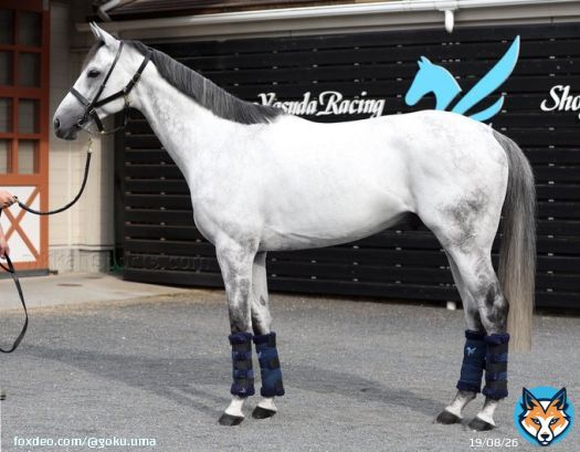 【 #みやこS 】 冬の大一番へ続く前哨戦ー。  新進気鋭の3歳馬vs歴戦の古馬の構図となった今年のみやこS。予想の参考にフォトパドックをどうぞ  気になった馬いますか？  \u2460 #オメガパフューム  \u2461 #クリンチャー  \u2462 #ハピ  \u2463 #ブリッツファング