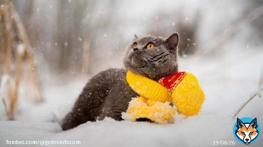 Праздник 4 февраля: почему этот день особенный, у кого день ангела #праздники #история #традиции