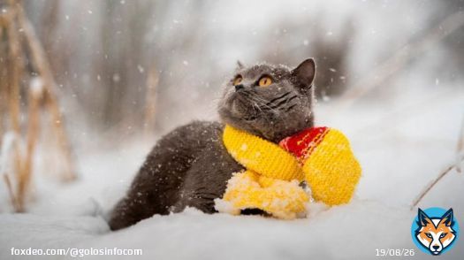 Праздник 4 февраля: почему этот день особенный, у кого день ангела #праздники #история #традиции