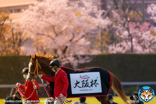 黄金に輝いた桜 #大阪杯 #ジャックドール