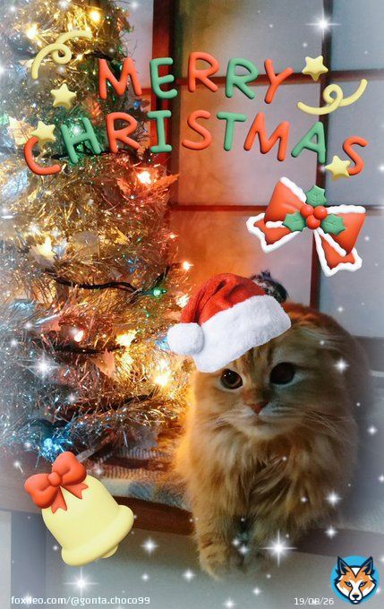 Merry Christmas  #猫の居る暮らし #茶トラ  #クリスマスイブ #MerryXmas