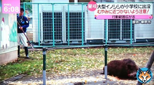 神奈川・秦野市の商業施設などでイノシシ侵入。2人が襲われ軽いけが。 イノシシは市職員が槍で駆除 &darr; 長さ150センチの柄に刃渡り24センチの刃物を付けた槍でイノシシを倒した市の職員 たぶん、サムライトルーパーww