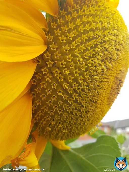 Sunflowers are made up of hundreds of smaller flowers in near perfect symmetry