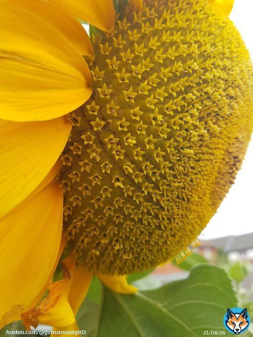 Sunflowers are made up of hundreds of smaller flowers in near perfect symmetry
